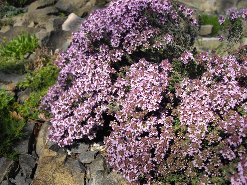 Thymus leucotrichus