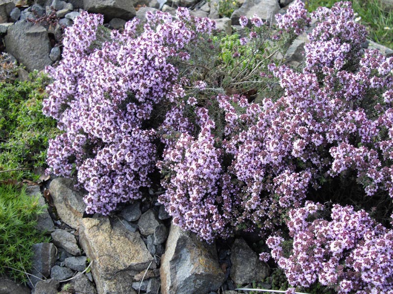 Thymus leucotrichus