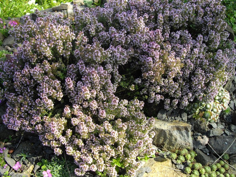 Thymus leucotrichus