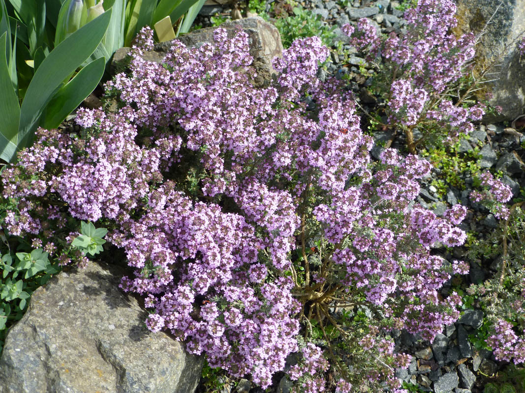 Thymus leucotrichus