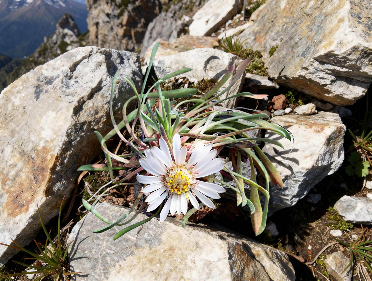 Townsendia hoockeri