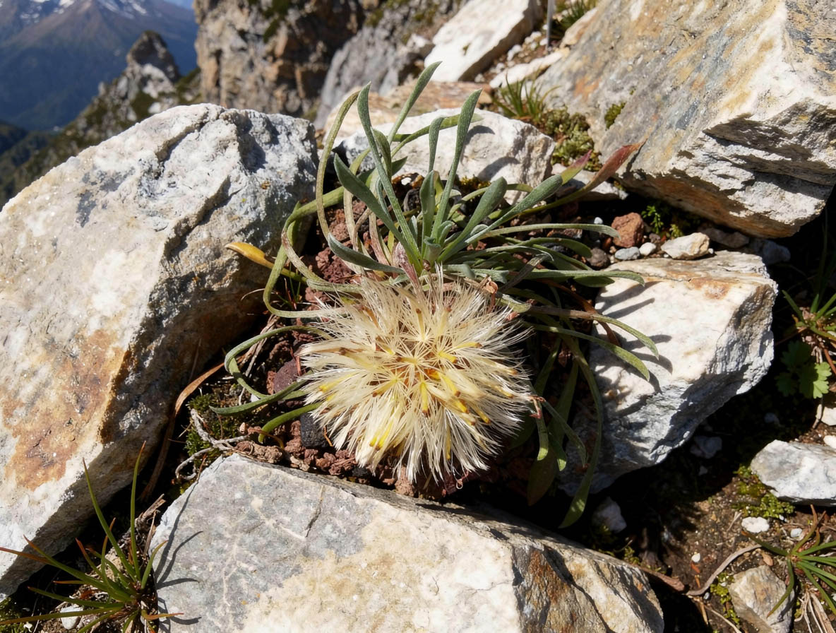Townsendia hoockeri