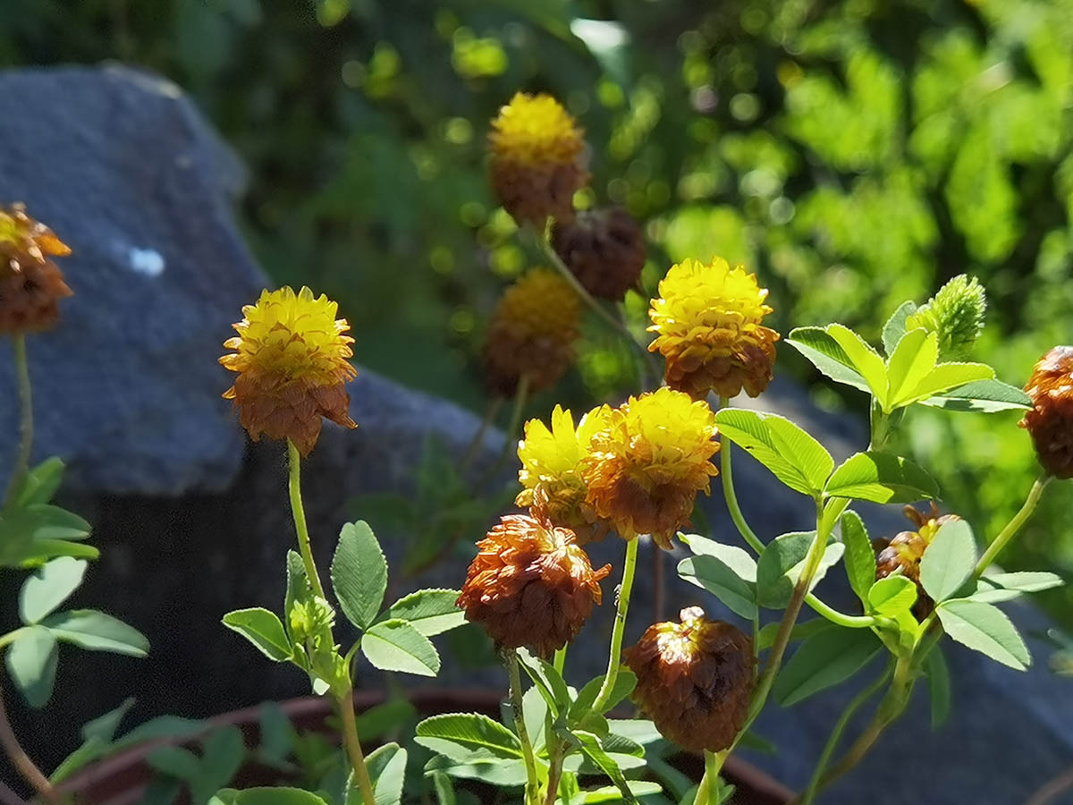 Trifolium badium