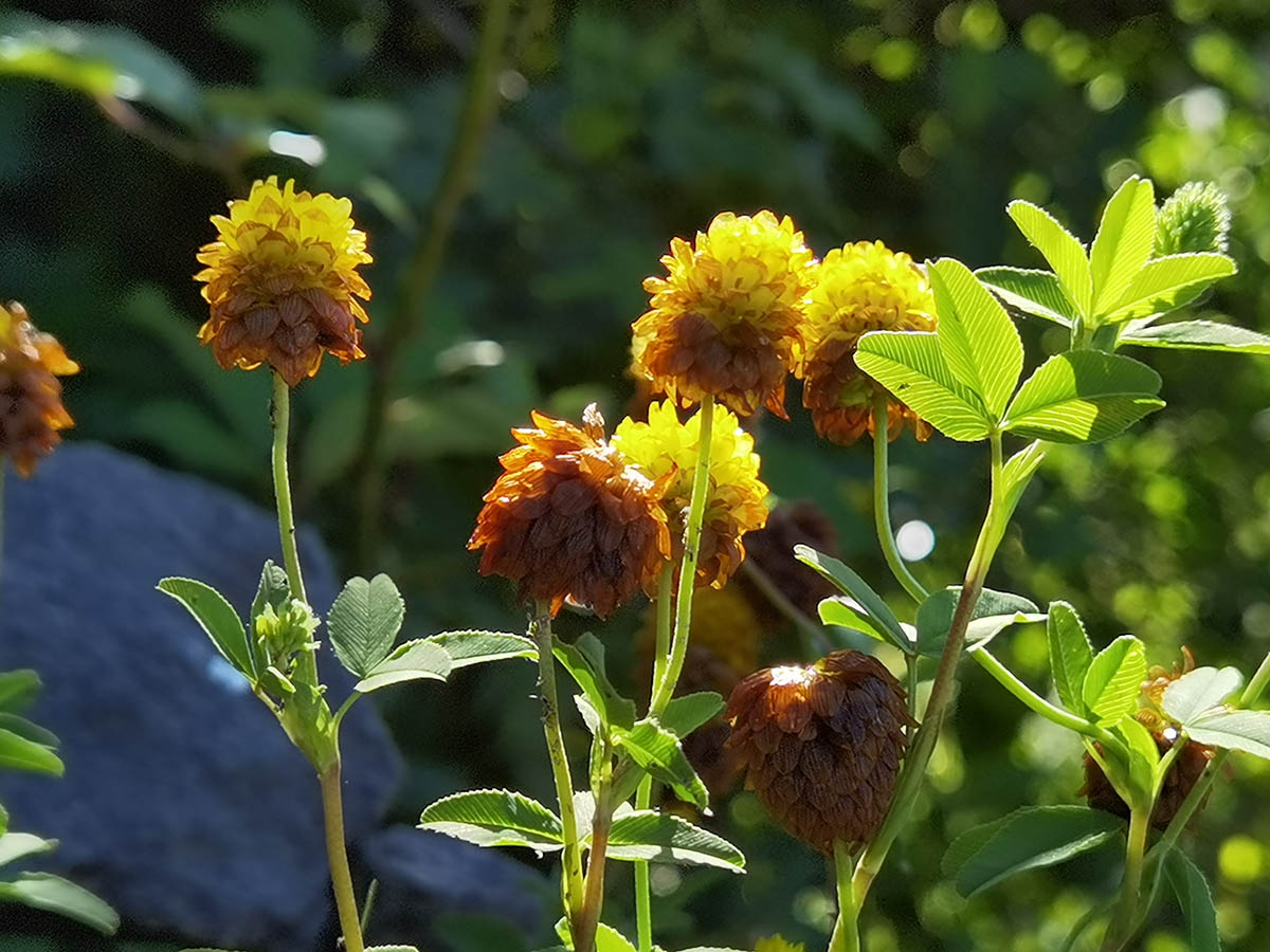 Trifolium badium