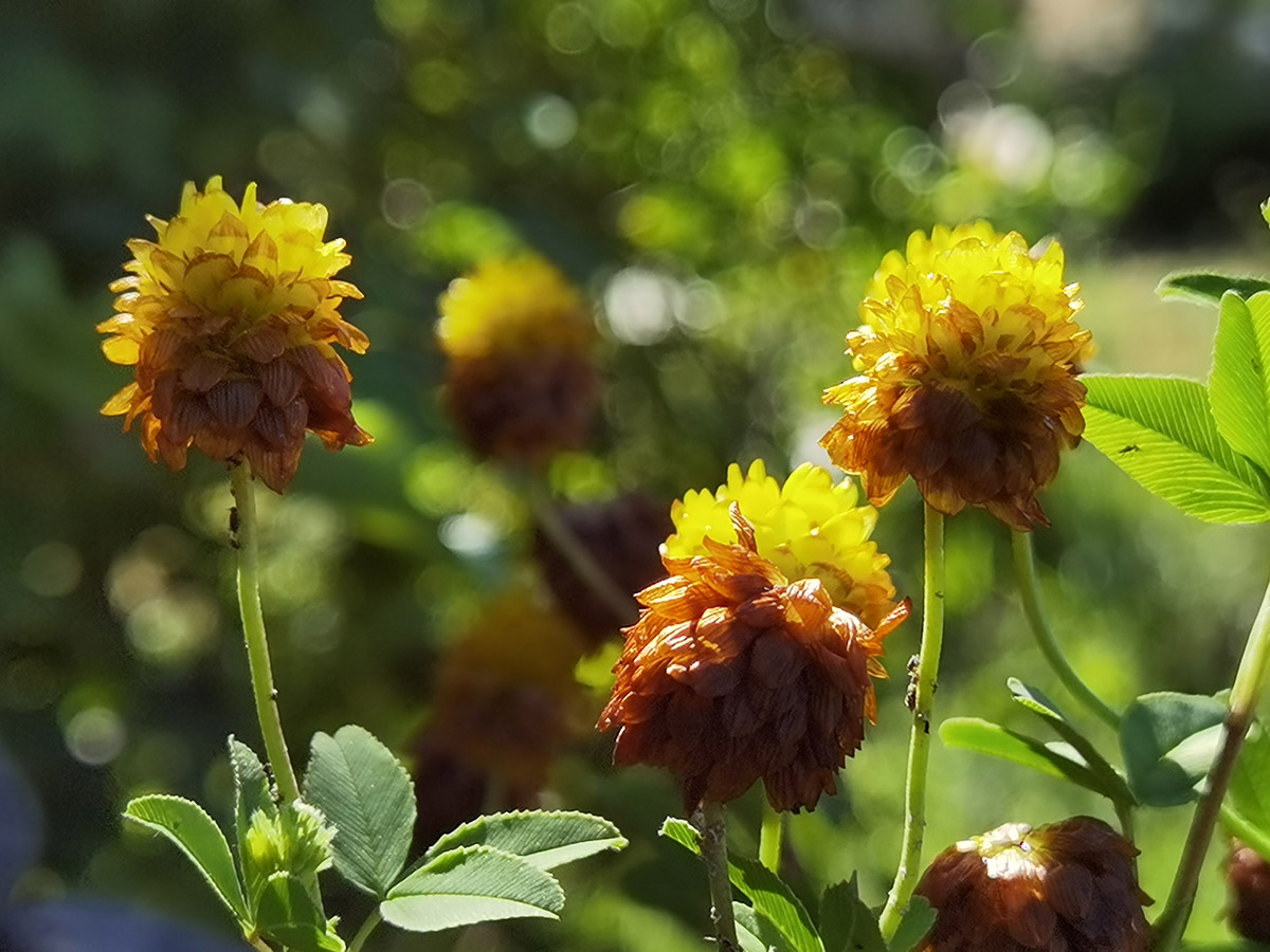Trifolium badium