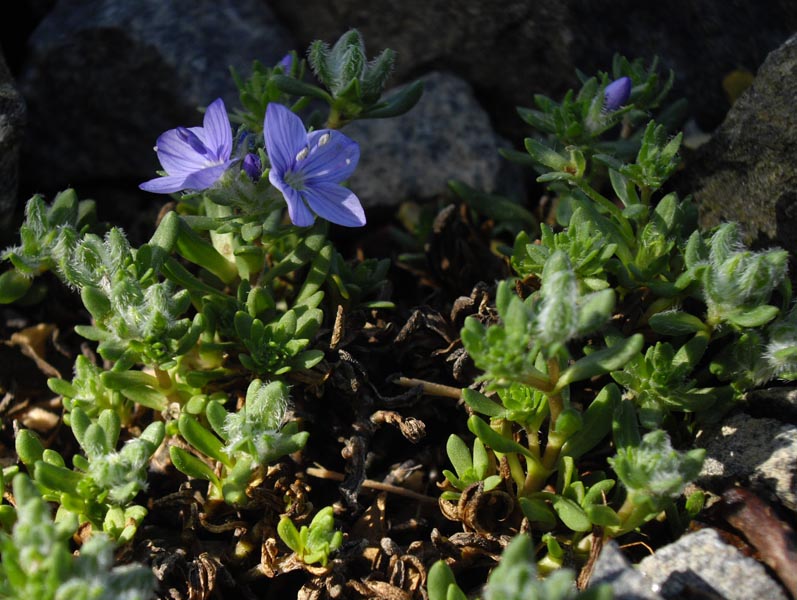 Veronica caespitosa en fleurs sur les pentes pierreuses d'Anatolie centrale