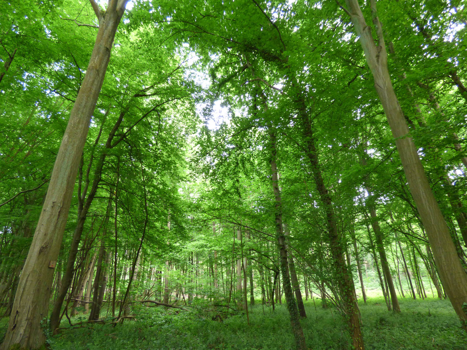 Chemin vert