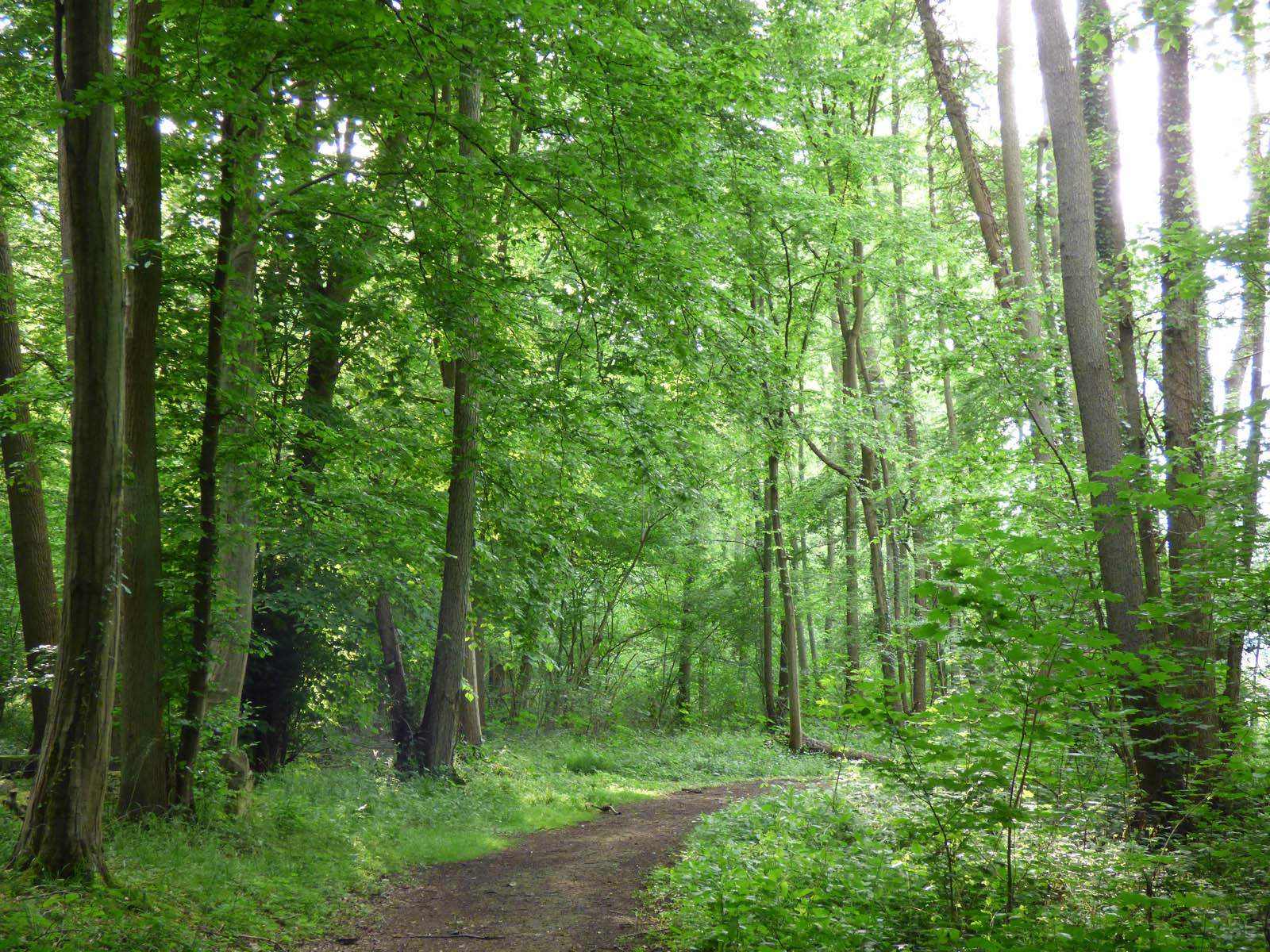 Chemin vert