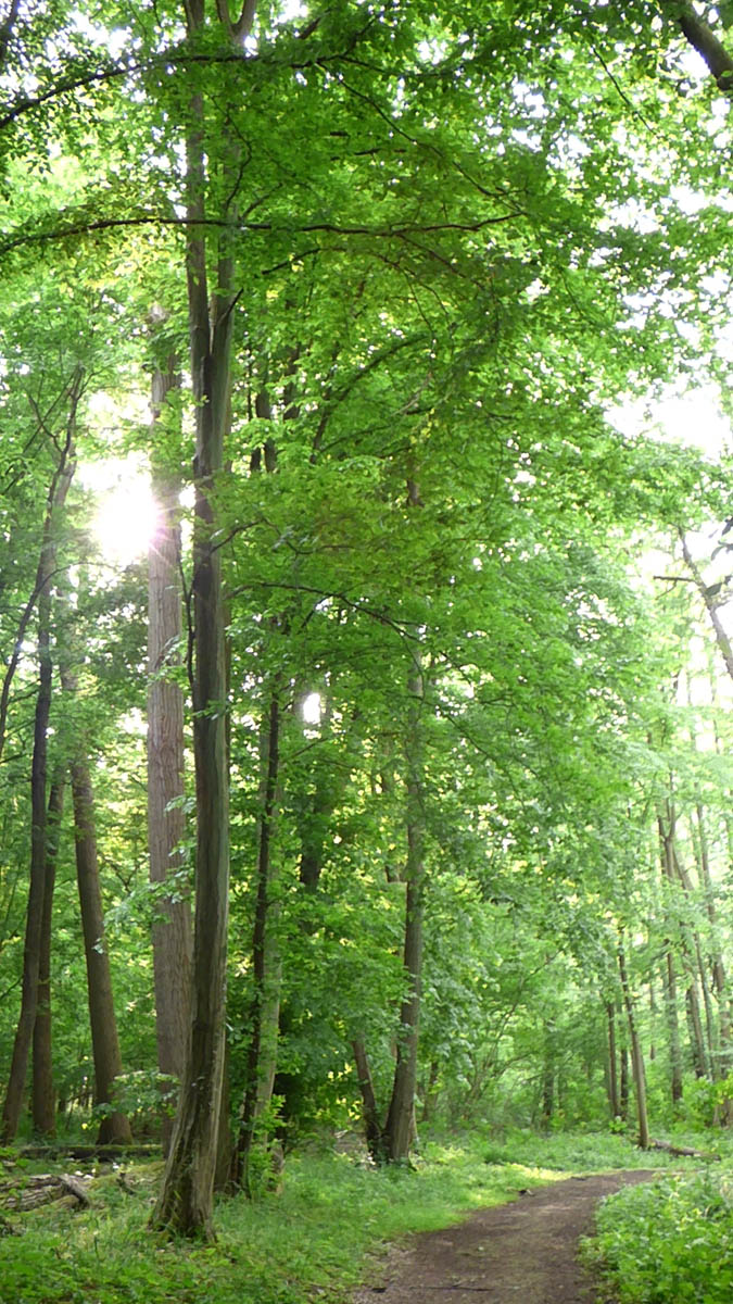 Chemin vert
