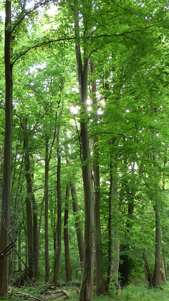 Chemin vert
