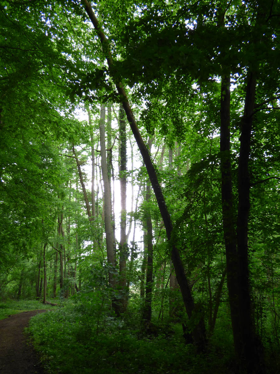 Chemin vert