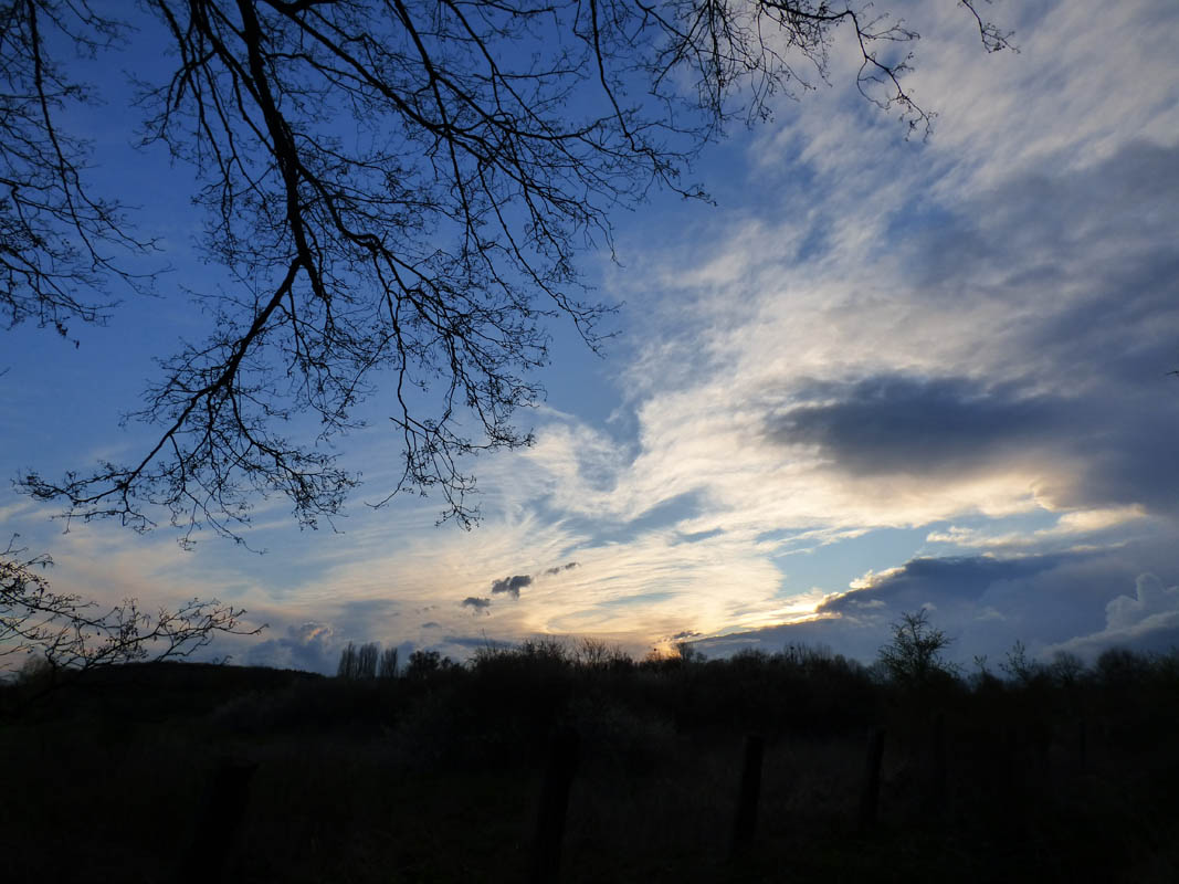 Coucher de roseaux