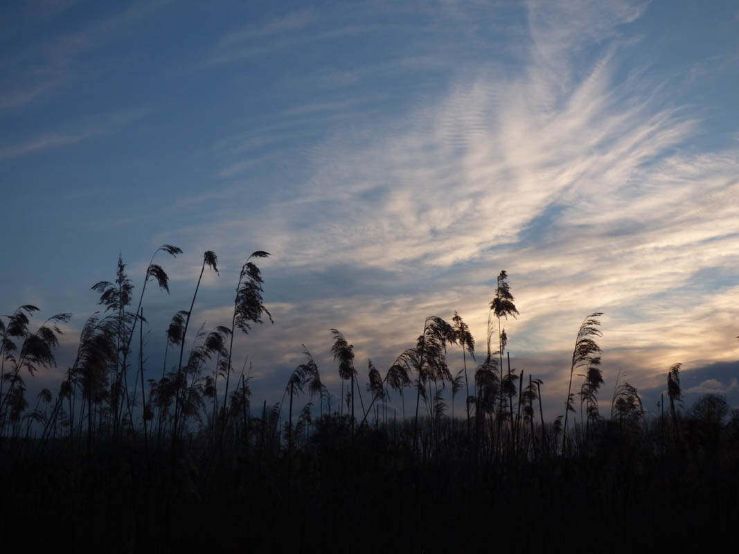 Coucher de roseaux