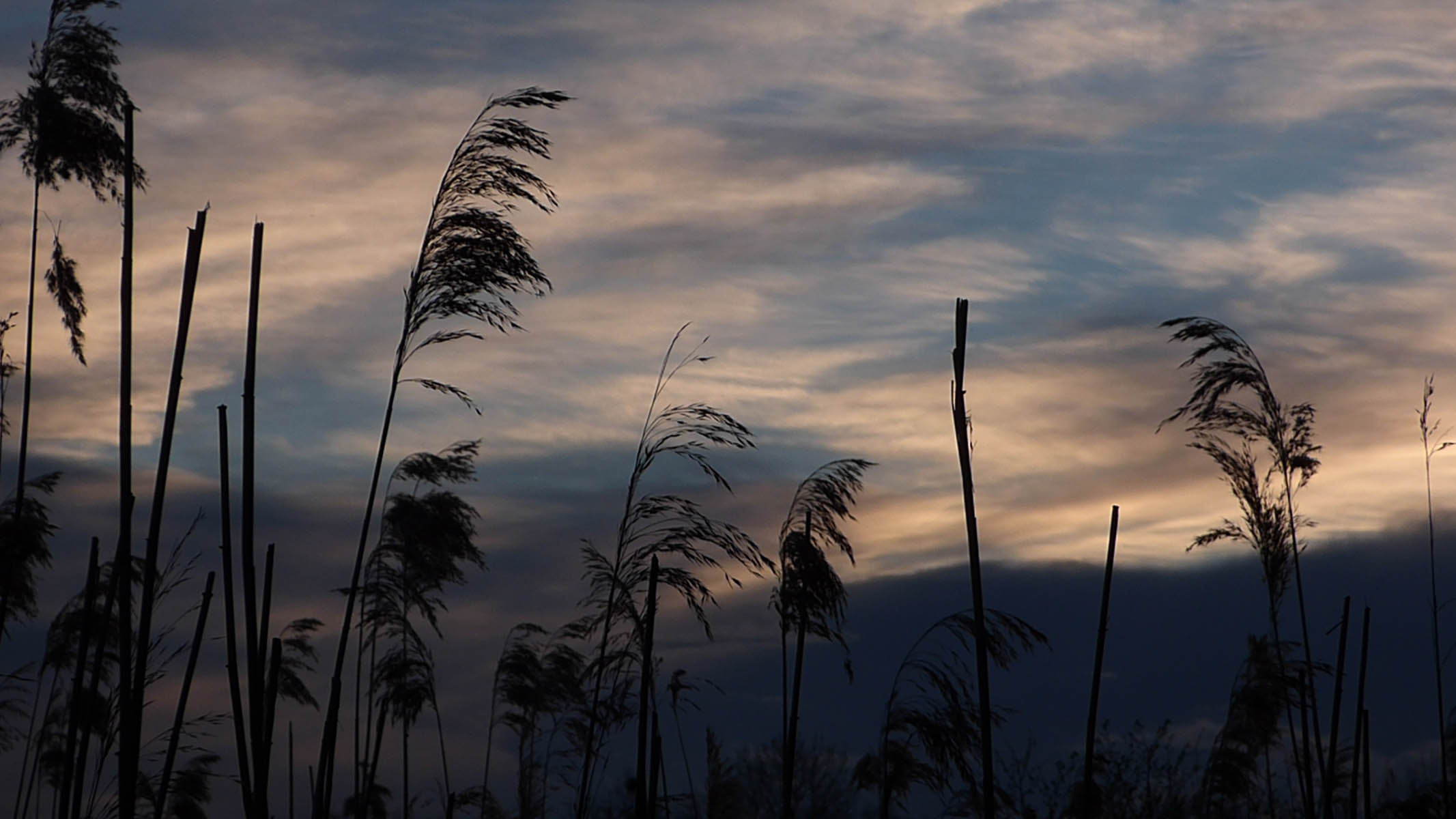 Coucher de roseaux