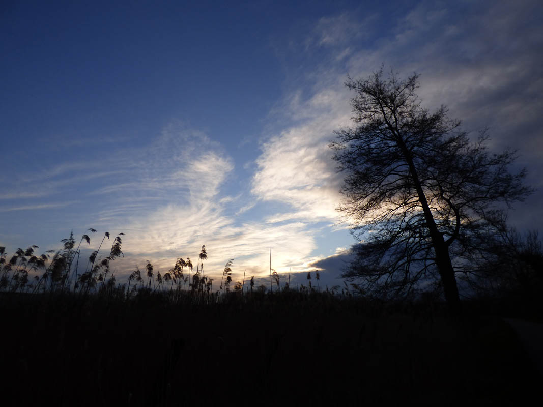 Coucher de roseaux
