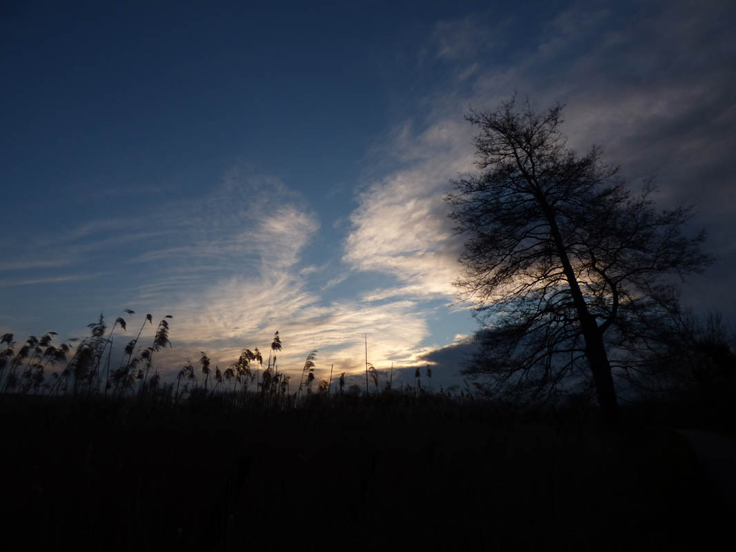 Coucher de roseaux