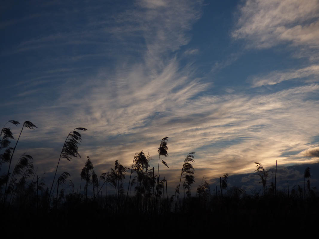 Coucher de roseaux