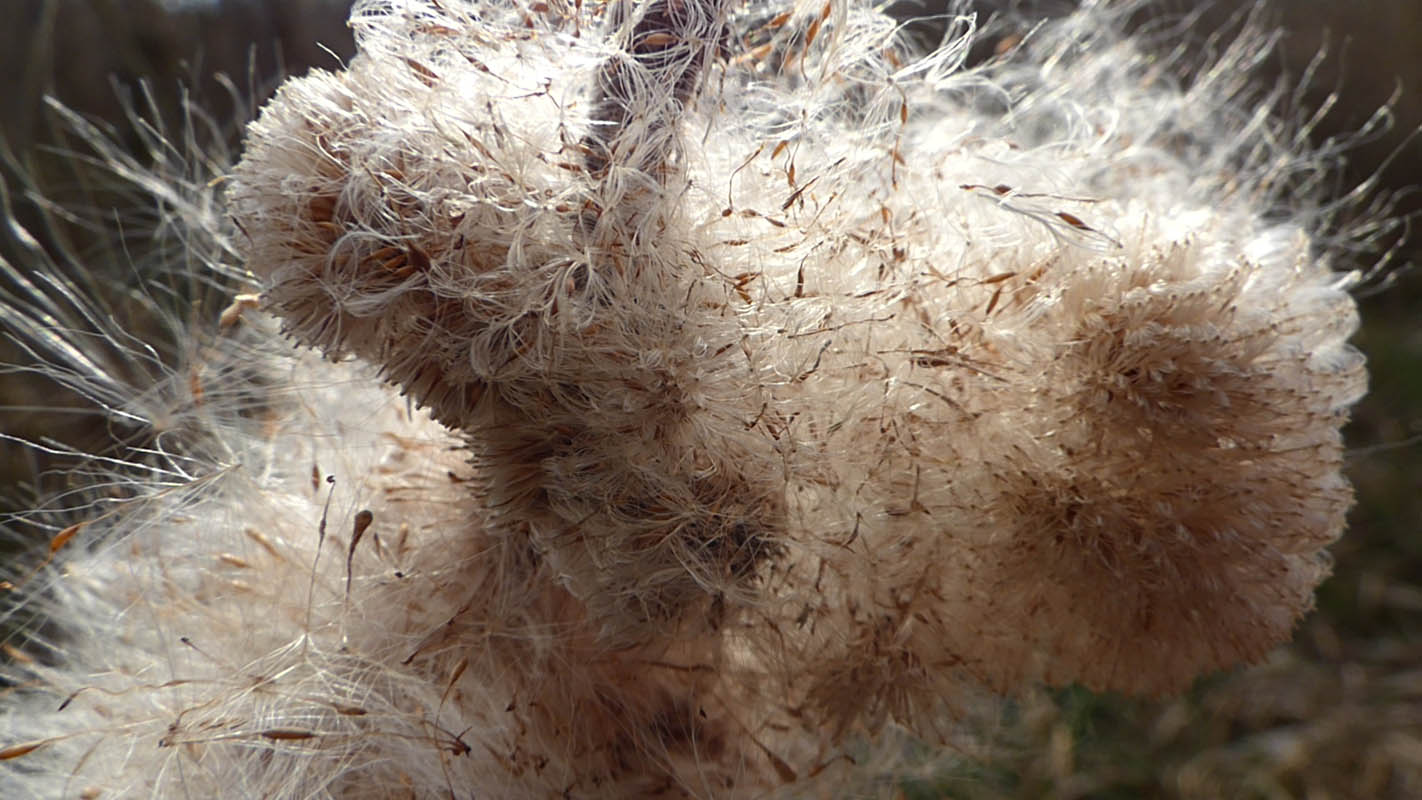 Explosion de massette