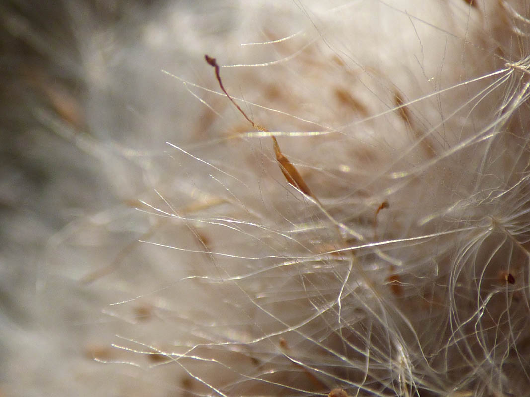 Explosion de massette