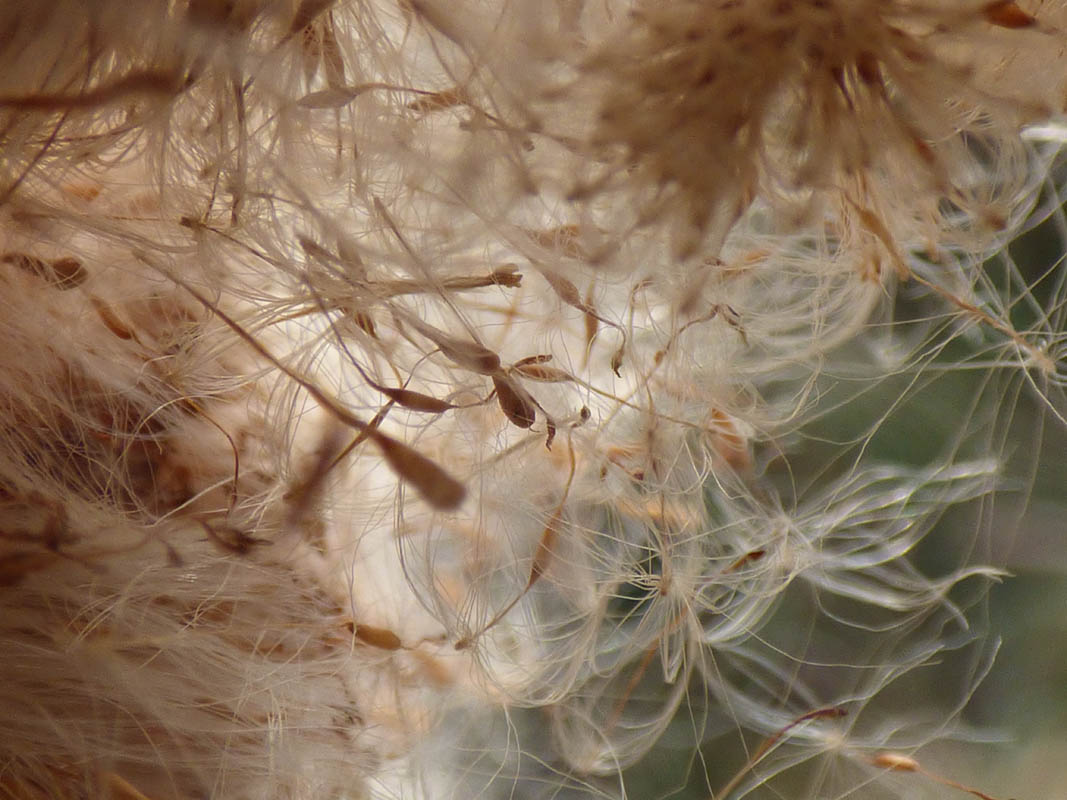 Explosion de massette