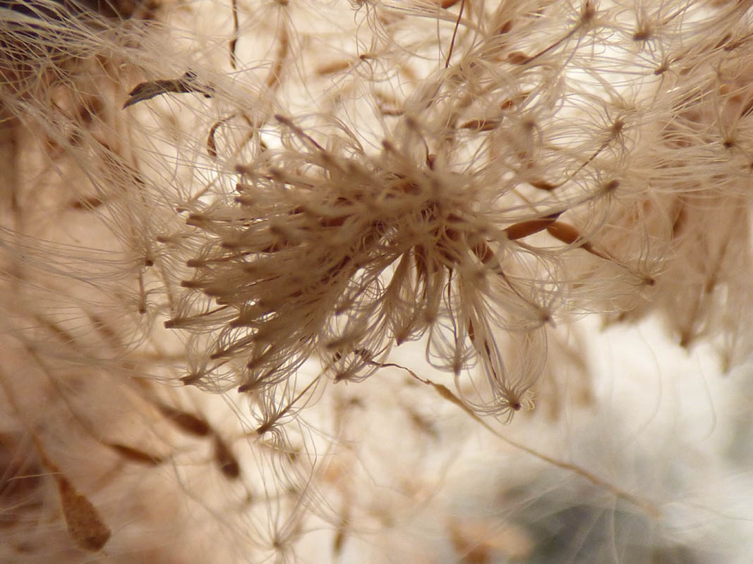 Explosion de massette