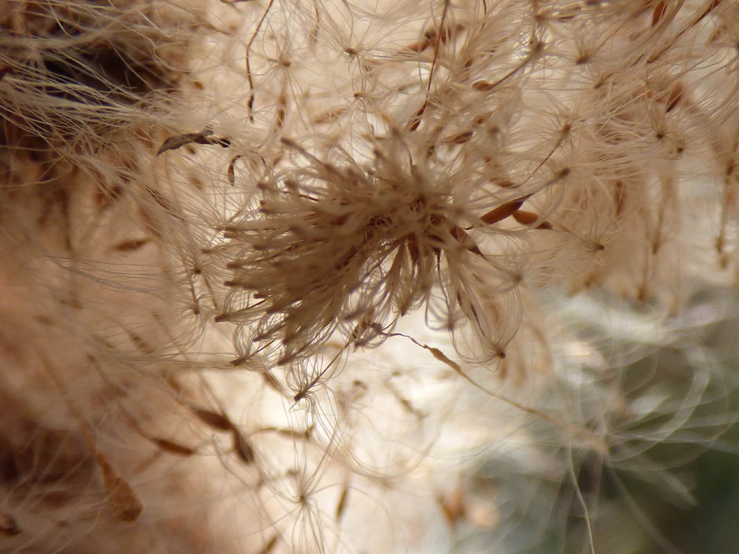 Explosion de massette