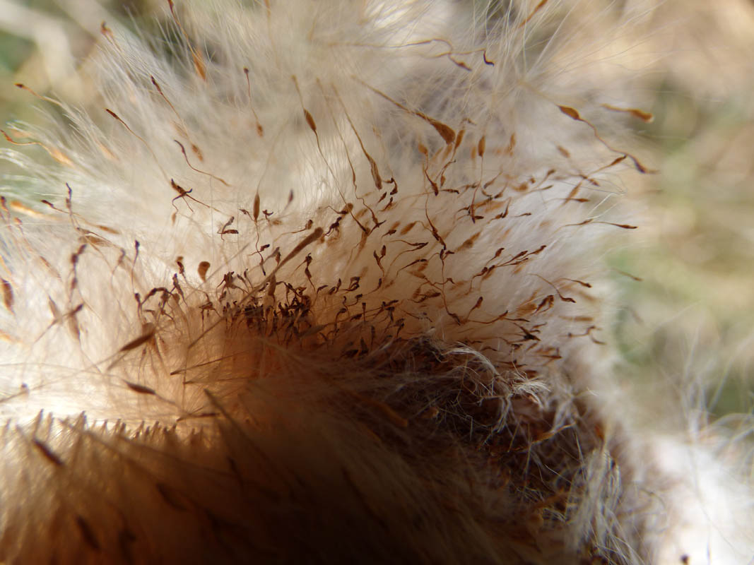 Explosion de massette