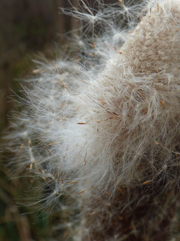 Explosion de massette