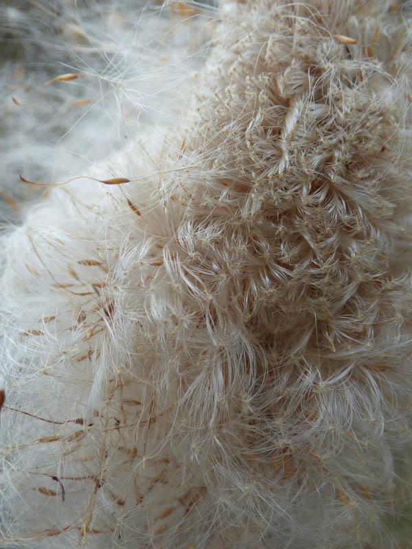 Explosion de massette