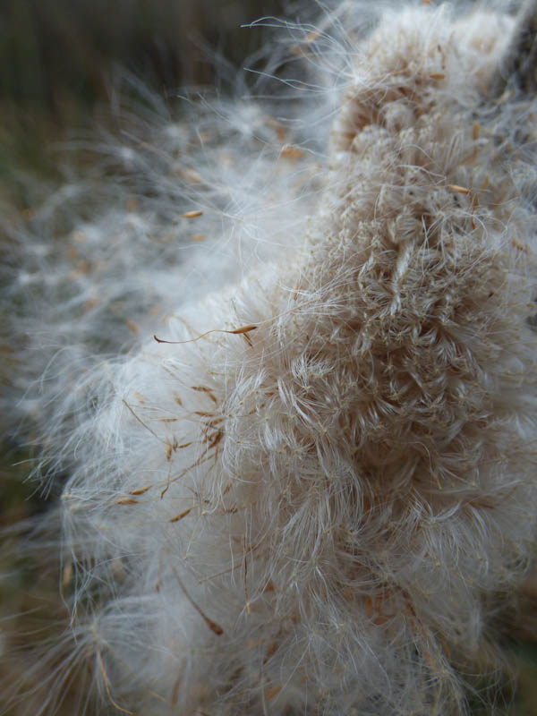 Explosion de massette