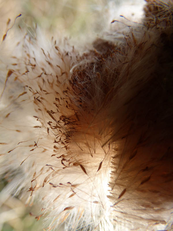 Explosion de massette