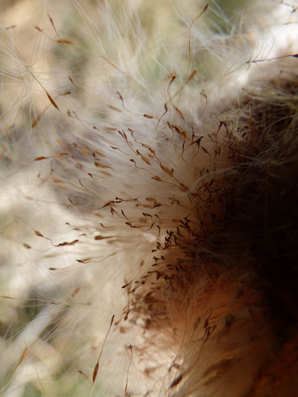 Explosion de massette