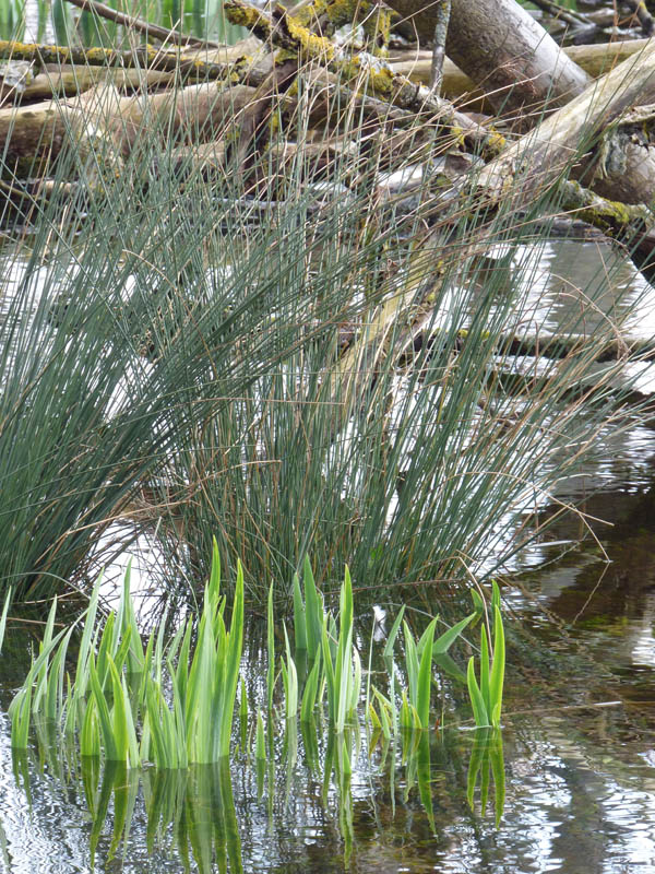 Iris naissants