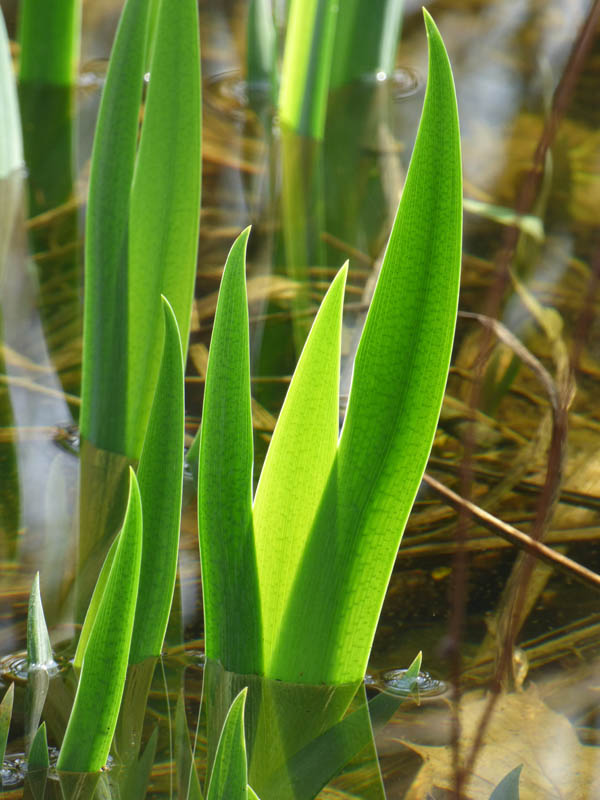 Iris naissants