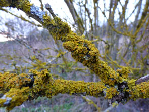Le monde des Lichens