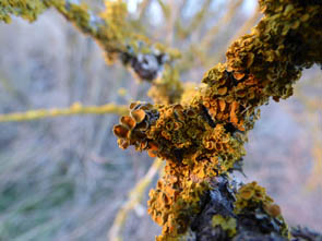 Le monde des Lichens