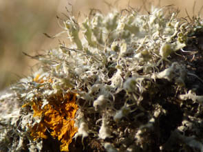 Le monde des Lichens