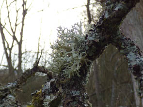Le monde des Lichens