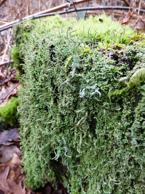 Le monde des Lichens