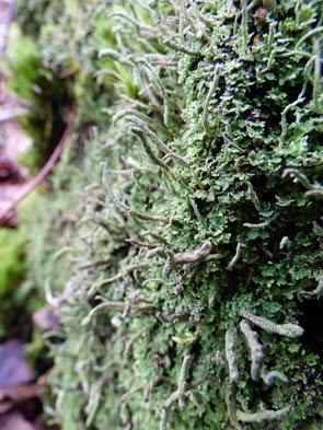 Le monde des Lichens