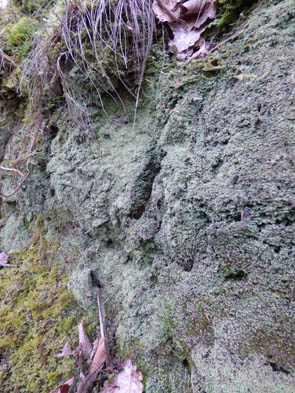 Le monde des Lichens