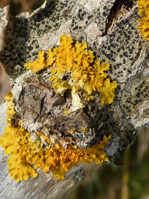 Le monde des Lichens