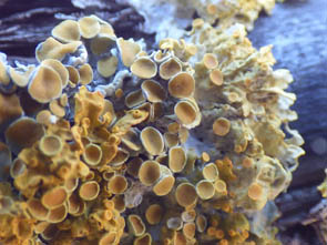 Le monde des Lichens