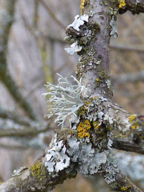 Le monde des Lichens