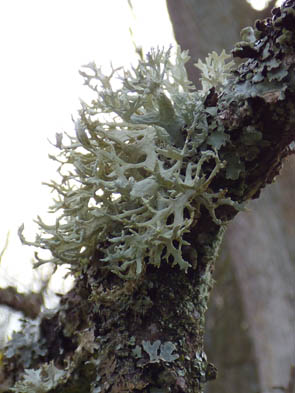 Le monde des Lichens