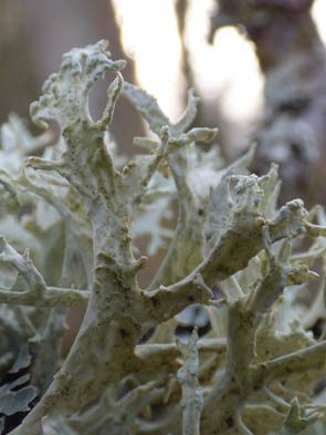 Le monde des Lichens