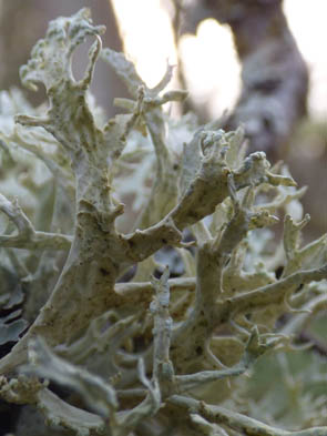 Le monde des Lichens