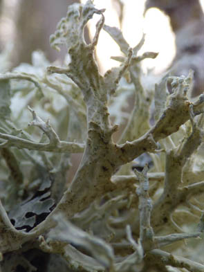 Le monde des Lichens