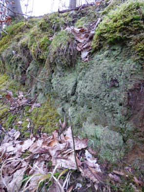 Le monde des lychens