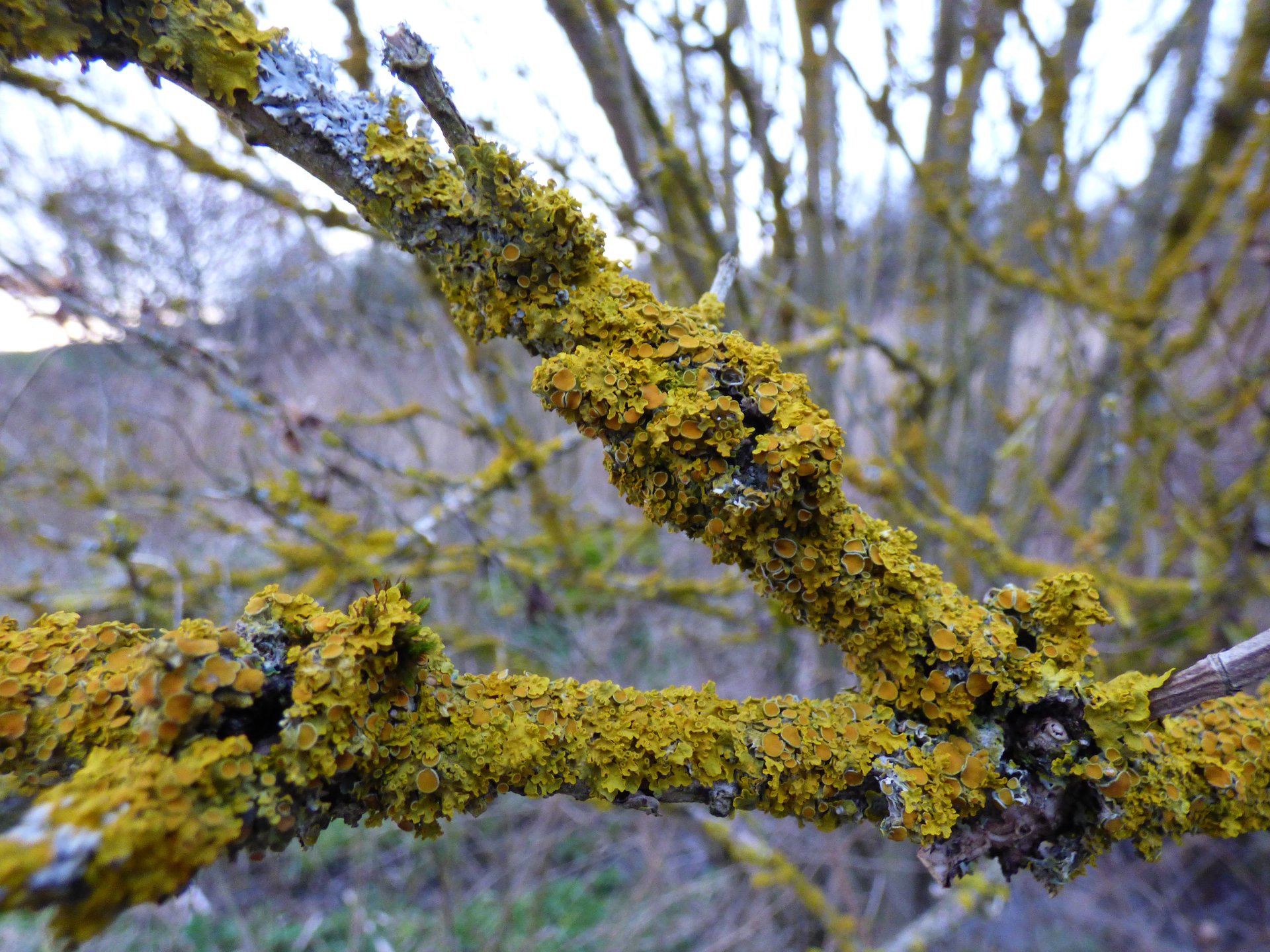 Lichens